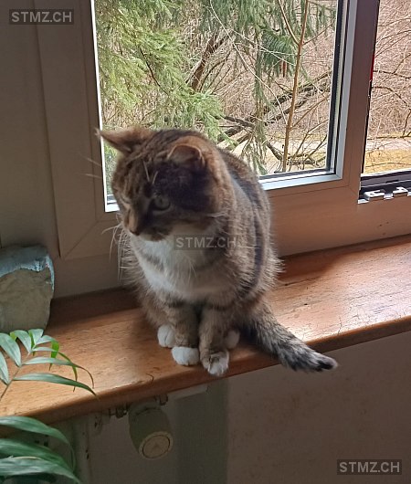 Jesus — Hauskatze ♂, Vermisst seit 10.05.2025, Schaffhausen (SH)