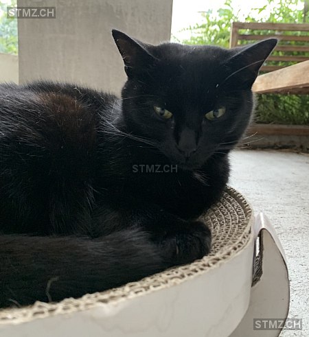 Nora — Hauskatze ♀, Vermisst seit 24.04.2025, Basel (BS)