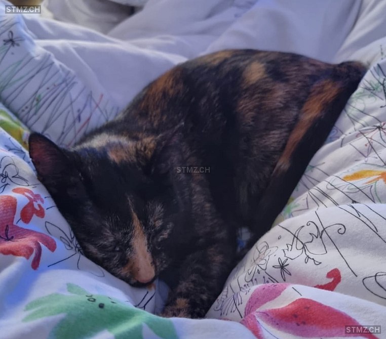 Penny — Hauskatze ♀, Vermisst seit 26.04.2025, Rüttenen (SO)