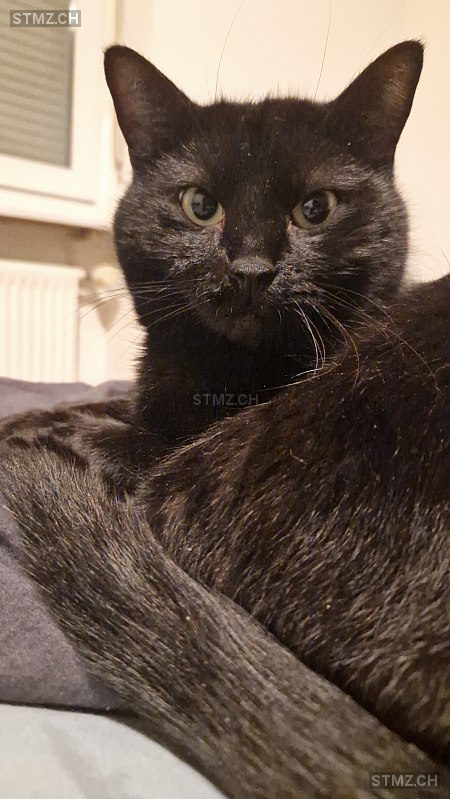 Nero — Hauskatze ♂, Vermisst seit 09.05.2025, Trimbach (SO)