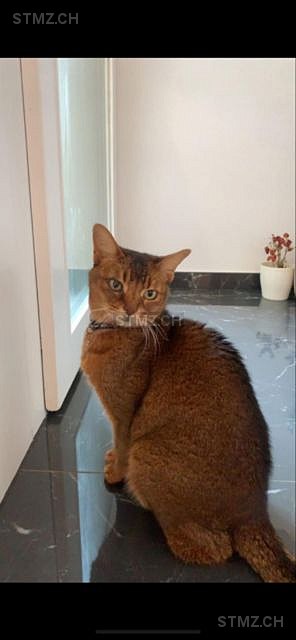 CHIPIE — Abessinier ♀, Vermisst seit 14.05.2025, Plan-les-Ouates (GE)