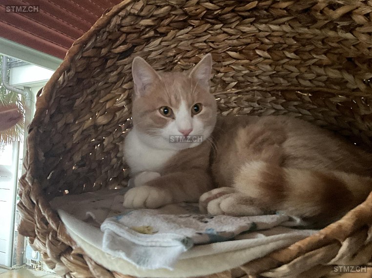 Bali — Hauskatze ♂, Vermisst seit 15.05.2025, Oberriet SG (SG)