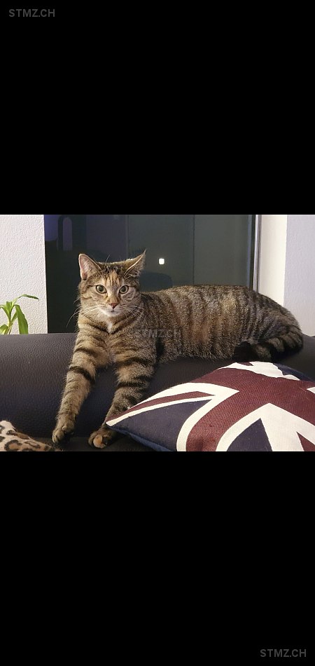 Indiana — Hauskatze ♀, Vermisst seit 13.05.2025, Haslen AI (AI)