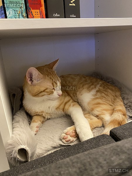 Tony — Hauskatze ♂, Vermisst seit 16.05.2025, Fislisbach (AG)
