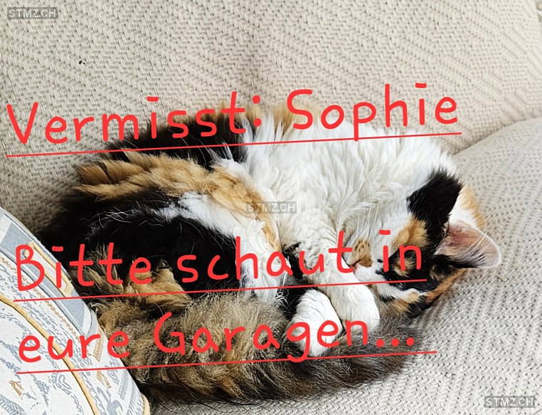 Sophie — Hauskatze ♀, Vermisst seit 17.05.2025, Niederdorf (BL)