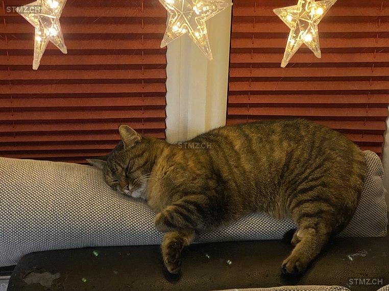 Maroni — Hauskatze ♀, Vermisst seit 17.05.2025, Kappel SO (SO)