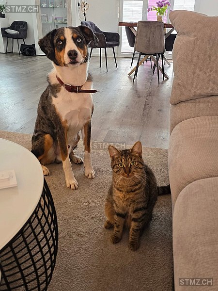 Tigi — Hauskatze ♂, Vermisst seit 06.05.2025, Wolfwil (SO)