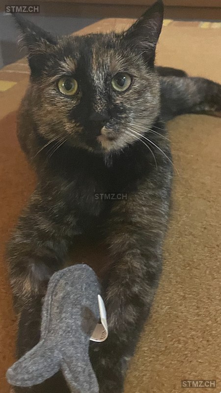 Niña — Hauskatze ♀, Vermisst seit 17.05.2025, Plan-les-Ouates (GE)