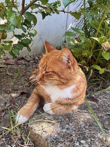 Cinnamon — Exotisch Kurzhaar ♂, Vermisst seit 18.05.2025, Riehen (BS)