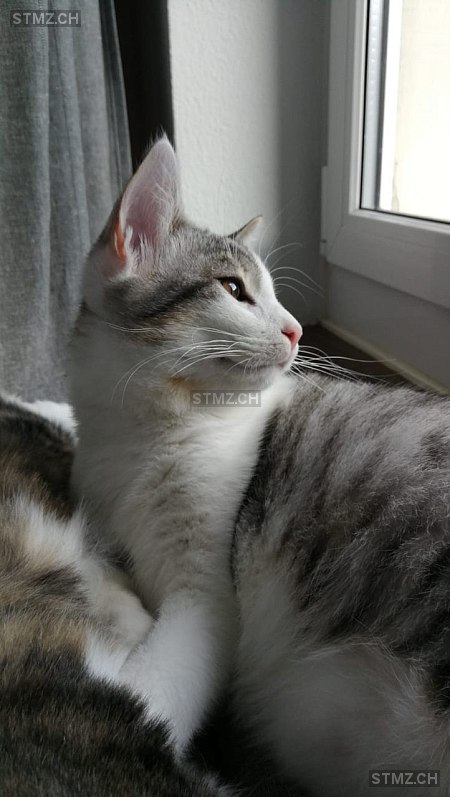 Vermisste Katzen #370031 — Hauskatze ♂, Vermisst seit ?, Kaisten (AG)