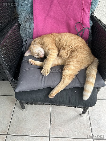 Micky — Hauskatze ♂, Vermisst seit 18.05.2025, Flums (SG)