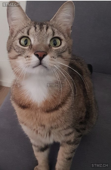 Don — Hauskatze ♂, Vermisst seit 20.05.2025, Schindellegi (SZ)