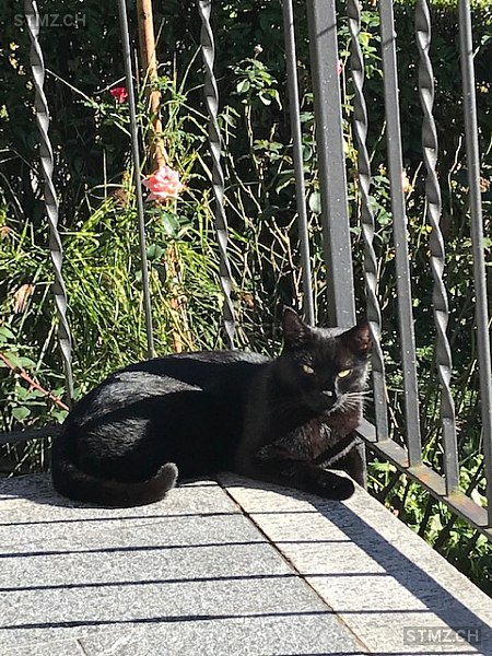 Leo — Hauskatze ♂, Vermisst seit 15.04.2025, Maggia (TI)