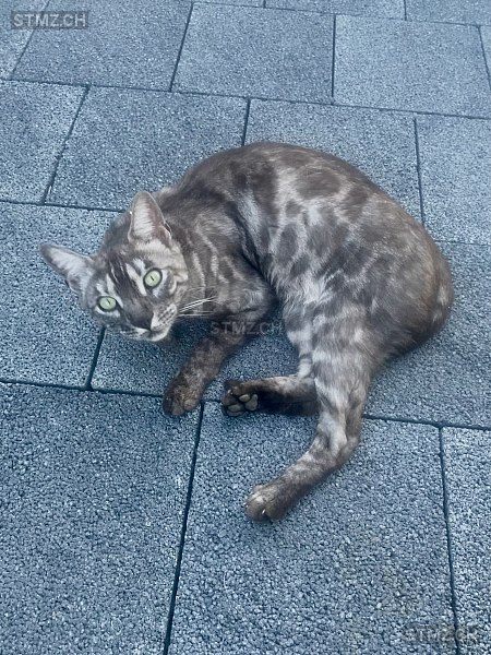 Kahlua — Bengalen ♂, Vermisst seit 17.05.2025, Rümligen (BE)