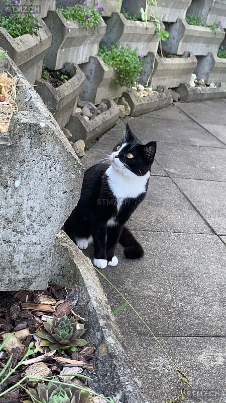 Roxi — Hauskatze ♀, Vermisst seit 14.05.2025, Unterterzen (SG)