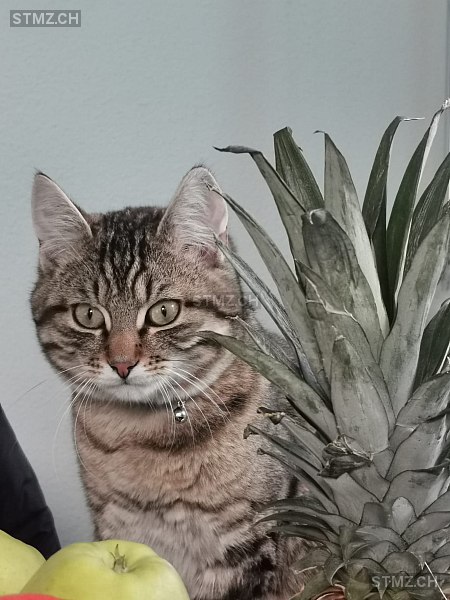 Mogli — Hauskatze ♂, Vermisst seit 17.05.2025, Dinhard (ZH)