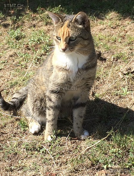 Bonita — Hauskatze ♀, Vermisst seit 17.05.2025, Finstersee (ZG)