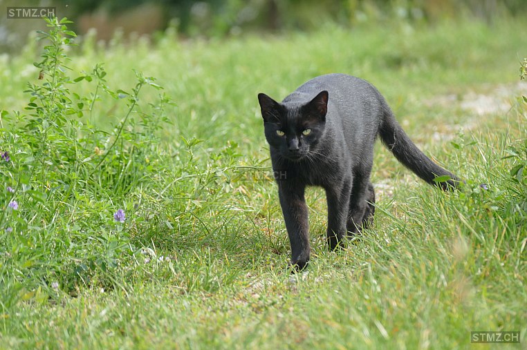 Linus — Hauskatze ♂, Vermisst seit 13.08.2023, Buch SH (SH)