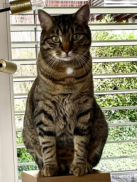 Hopper — Hauskatze ♂, Vermisst seit 12.05.2025, Rüschlikon (ZH)