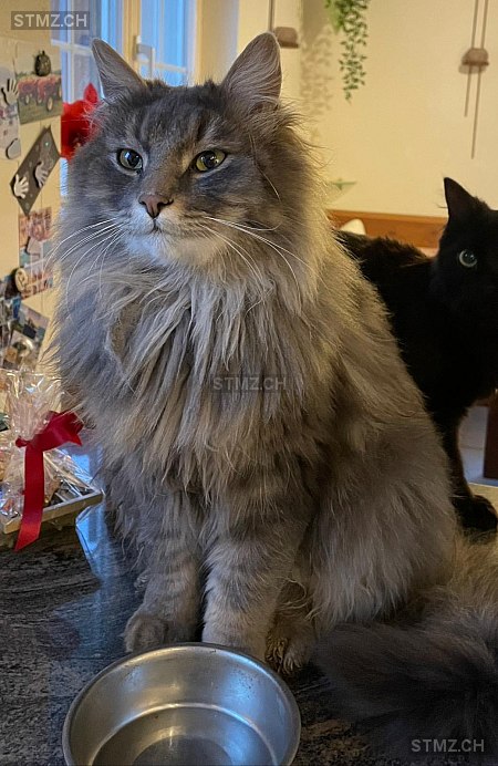 Yaris — Hauskatze ♂, Vermisst seit 11.05.2025, Dänikon ZH (ZH)