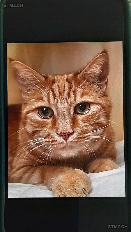 Karli — Hauskatze ♂, Vermisst seit 20.05.2025, Muttenz (BL)