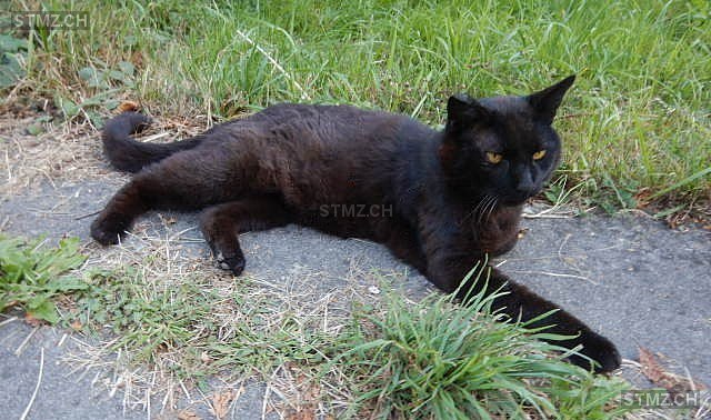 Schatzi — Hauskatze ♂, Vermisst seit 28.04.2025, Luterbach (SO)