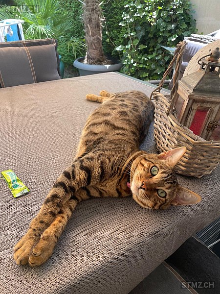 Keira — Bengalen ♀, Vermisst seit 23.05.2025, Schlieren (ZH)