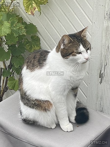 Lisa — Hauskatze ♀, Vermisst seit 20.05.2025, Allschwil (BL)