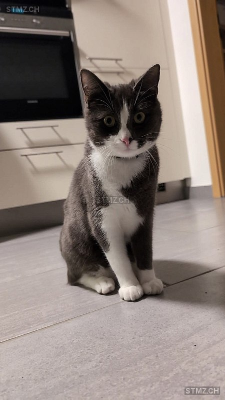 Migi — Hauskatze ♂, Vermisst seit 16.05.2025, Cugy FR (FR)