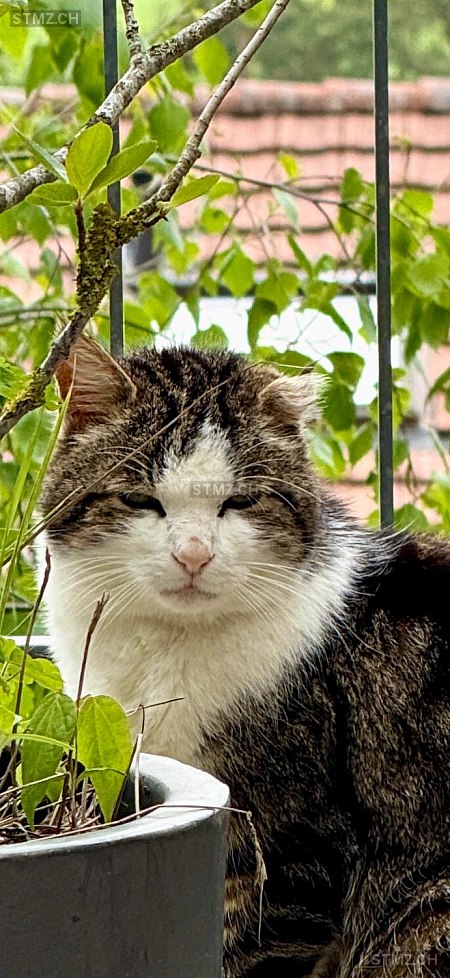 Pepino — Hauskatze ♂, Vermisst seit 16.05.2025, Wisen SO (SO)