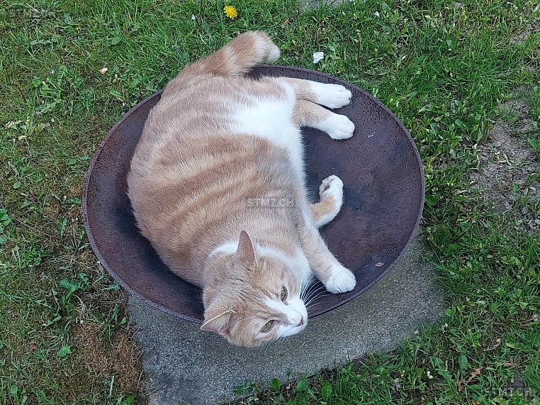 Balou — Hauskatze ♂, Vermisst seit 07.05.2025, Niederwil AG (AG)