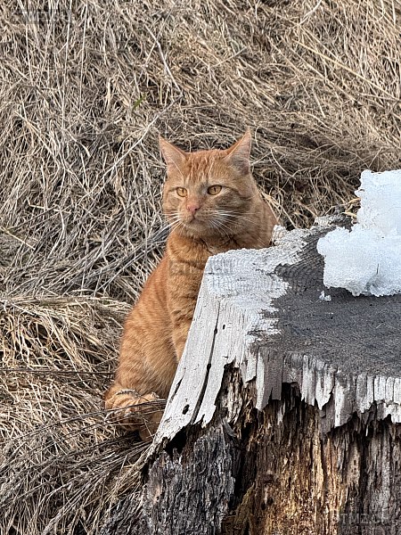 Mickey — Hauskatze ♂, Vermisst seit 31.03.2025, Münster VS (VS)