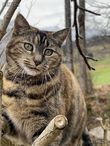 Chicca — Hauskatze ♀, Vermisst seit 14.05.2025, Enney (FR)