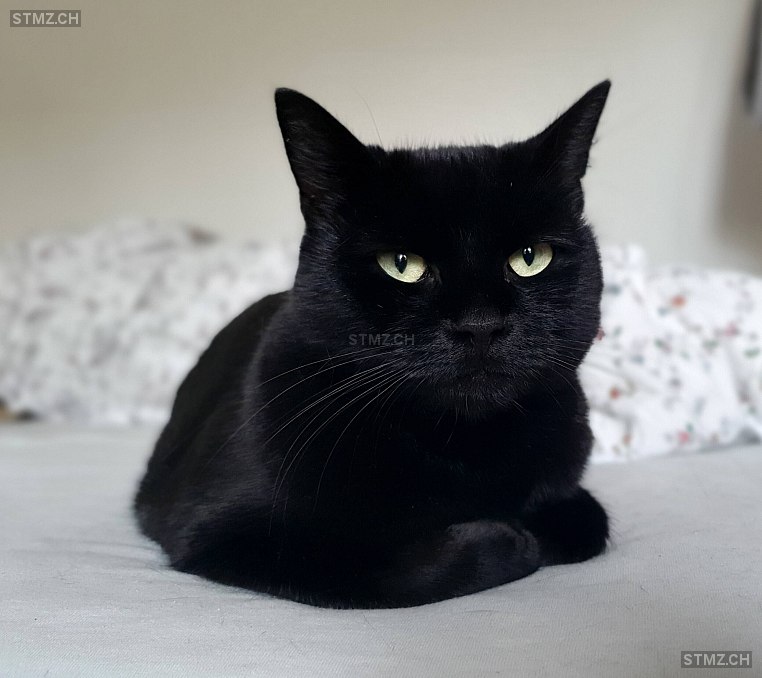 Nori — Hauskatze ♀, Vermisst seit 28.04.2025, Frutigen (BE)