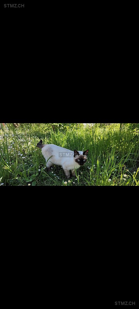 Delhi — Siamkatze ♂, Vermisst seit 22.05.2025, Saubraz (VD)