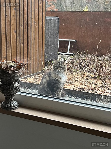 Gioia — Katze ♀, Vermisst seit 17.05.2025, Schlatt TG (TG)