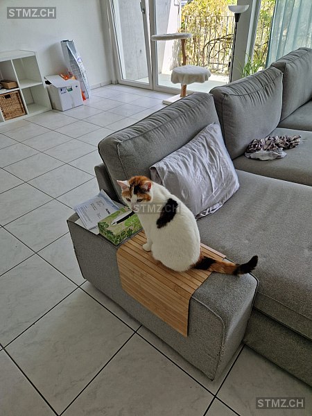 Triss — Hauskatze ♀, Vermisst seit 26.05.2025, Oberwangen bei Bern (BE)