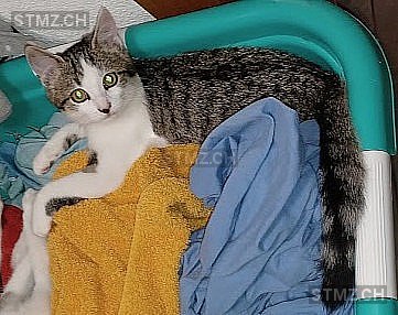 Findi — Hauskatze ♀, Vermisst seit 11.05.2025, Felben-Wellhausen (TG)