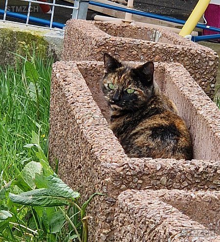 Marla — Hauskatze ♀, Vermisst seit 24.05.2025, Hergiswil bei Willisau (LU)