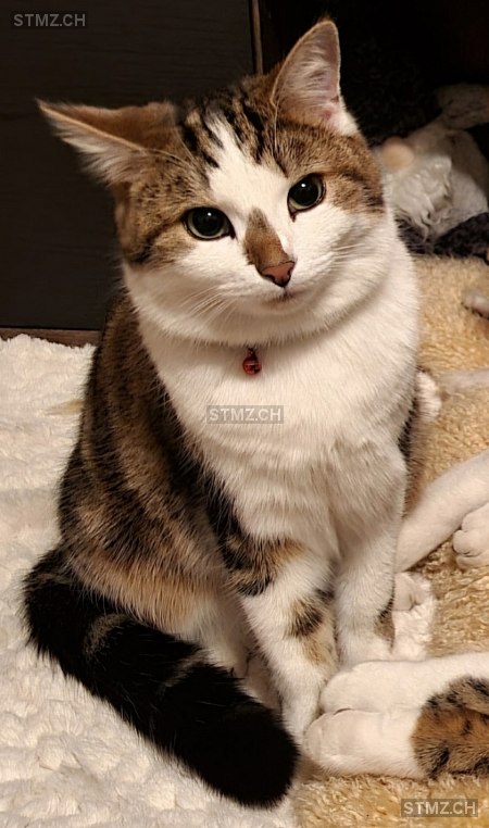 Lucy — Hauskatze ♀, Vermisst seit 24.05.2025,  ()