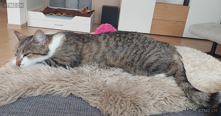 Elli — Hauskatze ♀, Vermisst seit 24.05.2025, Würenlos (AG)