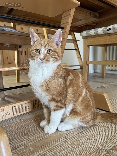 Emil — Hauskatze ♂, Vermisst seit 27.05.2025, Rüti ZH (ZH)