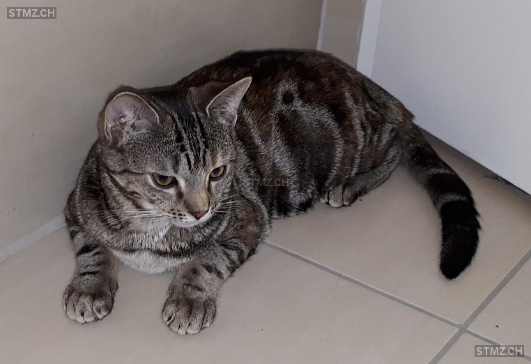 Navina — Hauskatze ♀, Vermisst seit 23.05.2025, Wimmis (BE)