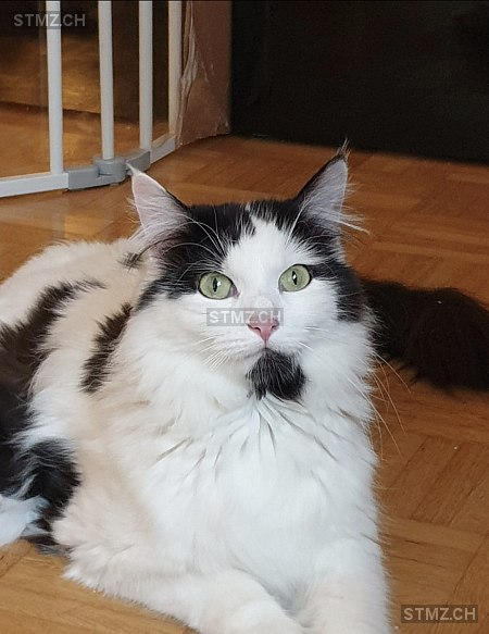 Malou — British Langhaar ♀, Vermisst seit 24.05.2025, Steinach (SG)