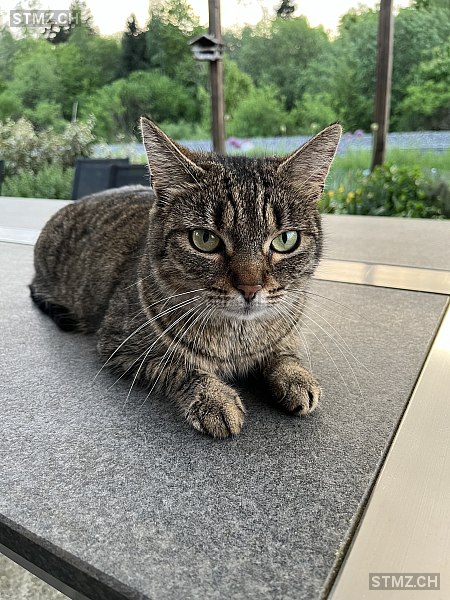 Illa — Hauskatze ♀, Vermisst seit 19.05.2025, Schalunen (BE)