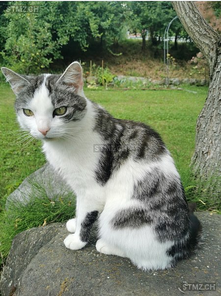 Merlin — Hauskatze ♂, Vermisst seit 16.05.2025, Hittnau (ZH)