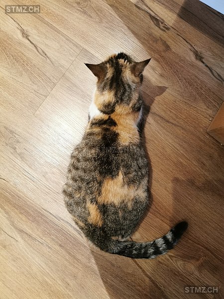 Berti — Hauskatze ♀, Vermisst seit 24.05.2025, Schongau (LU)