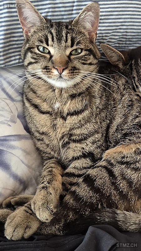 Nuri — Hauskatze ♀, Vermisst seit 27.05.2025, Schöftland (AG)