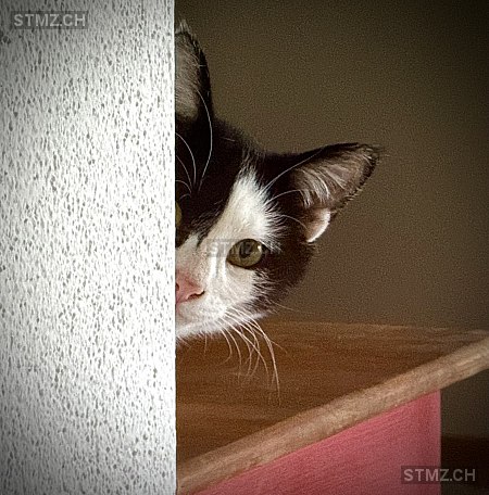 Staila — Hauskatze ♀, Vermisst seit 28.05.2025, Nottwil (LU)