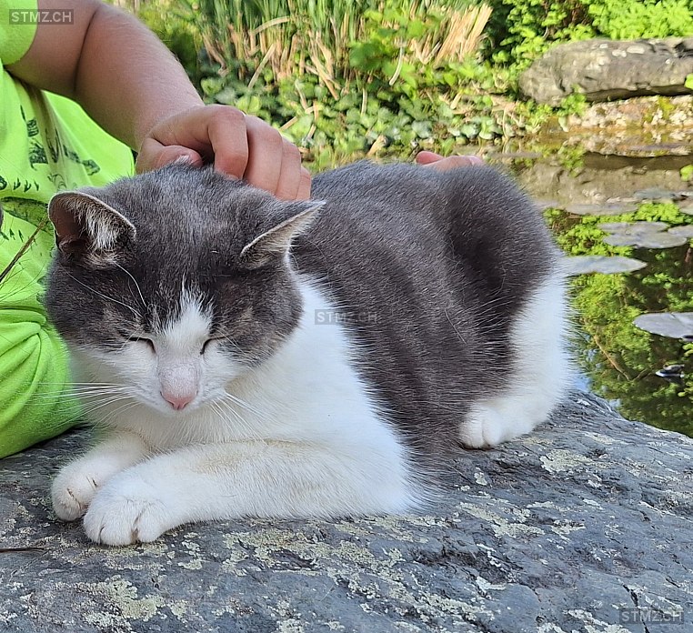 ) — Hauskatze ♀, Vermisst seit 29.05.2025,  ()